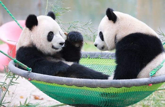 上海野生動物園