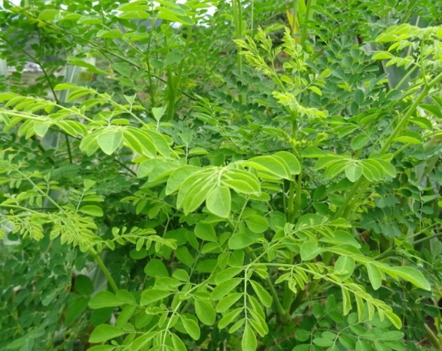 辣木葉功效 辣木葉功效