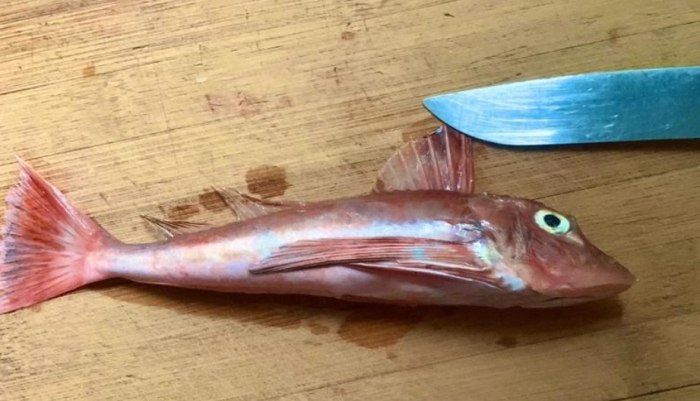 牛尾魚 牛尾魚