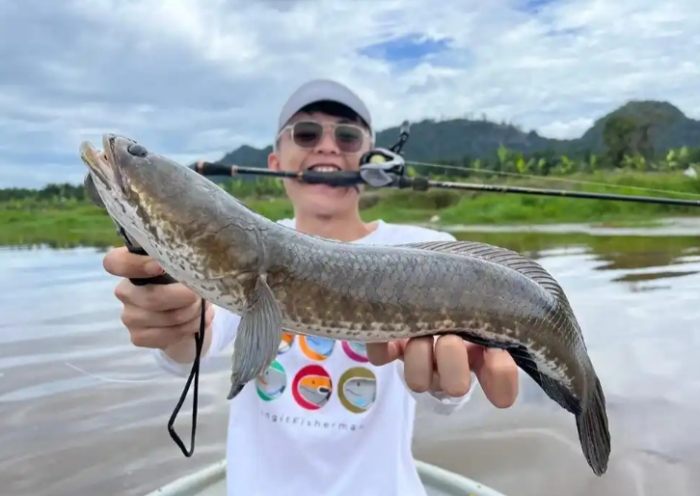 鱧魚 鱧魚
