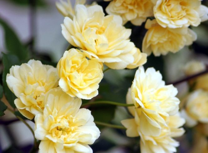 木香花 木香花