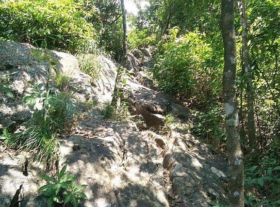 龍麟山步道 龍麟山步道
