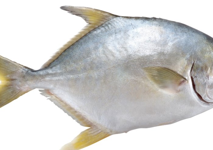鯧魚 鯧魚