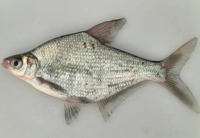 魴魚 魴魚