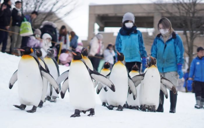 旭川市旭山動物園 旭川市旭山動物園