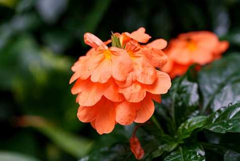 鳥尾花 鳥尾花