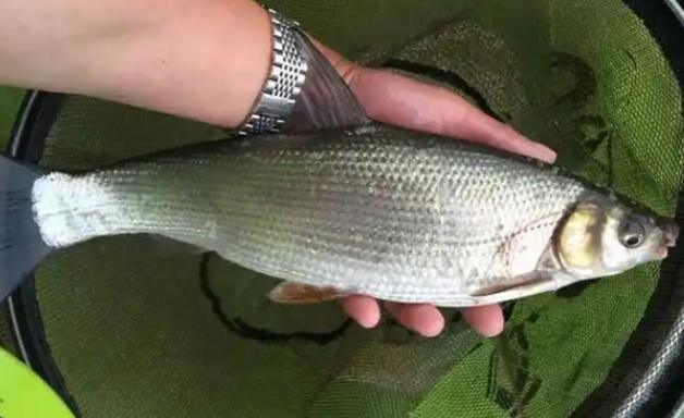 青甘魚