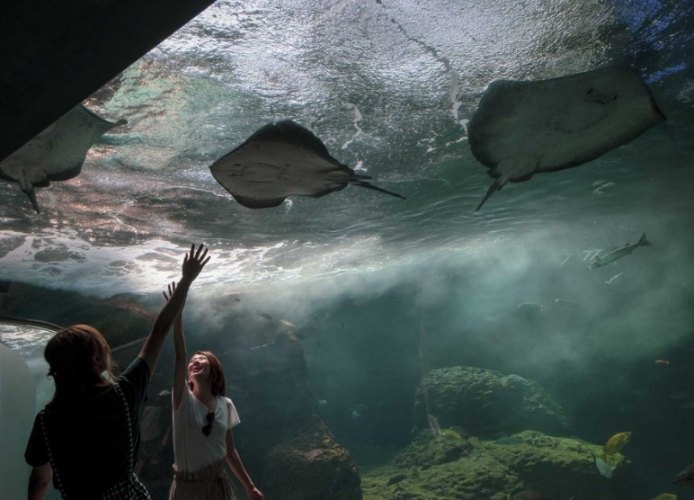 江之島水族館 江之島水族館
