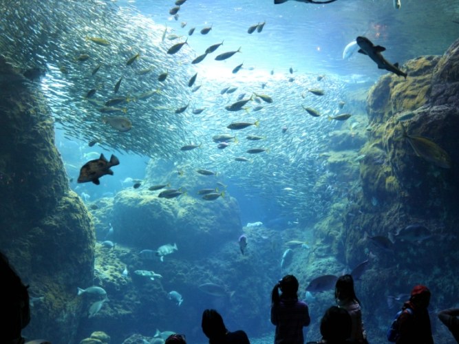 江之島水族館 江之島水族館