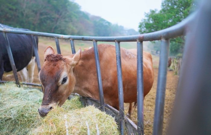 苗栗飛牛牧場 苗栗飛牛牧場