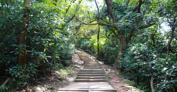 羊稠森林步道 羊稠森林步道