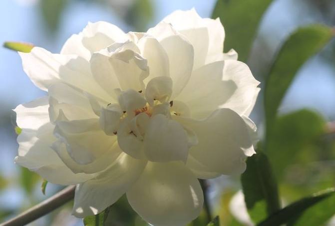 荼蘼花語 荼蘼花語