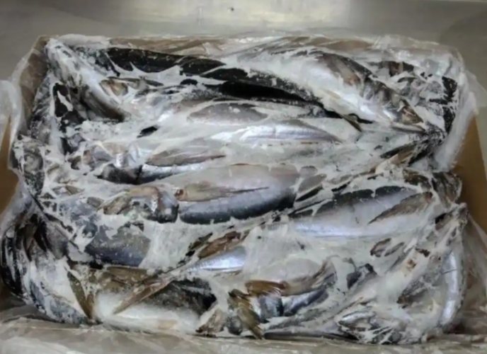 竹筴魚