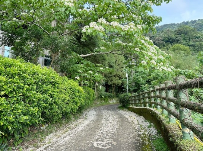 神棹山桐花步道 神棹山桐花步道