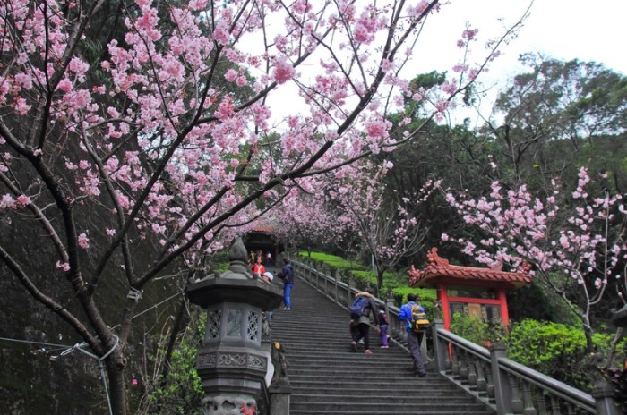 碧山巖櫻花 碧山巖櫻花