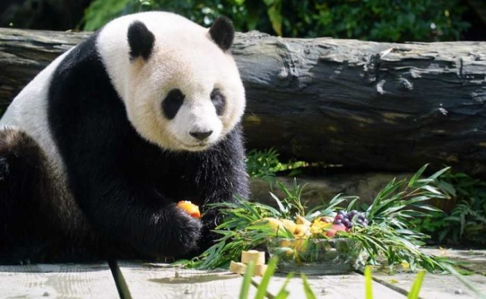 木柵動物園熊貓 木柵動物園熊貓