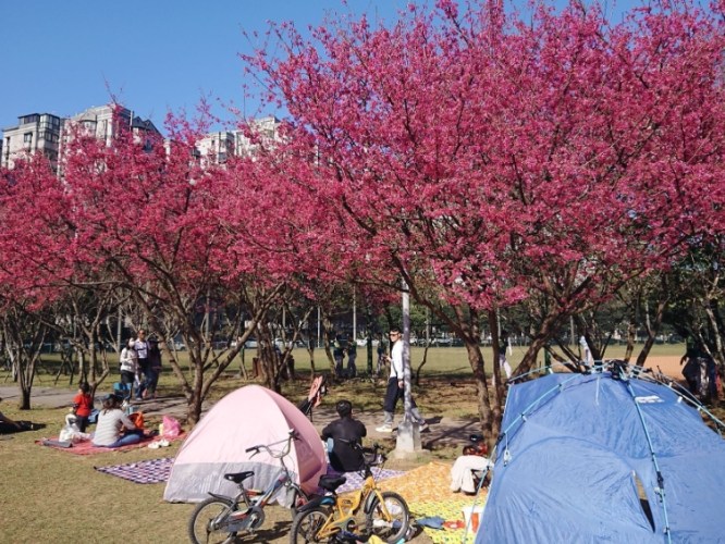 林口花市 林口花市