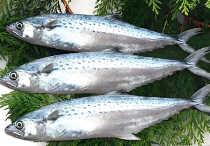 馬加魚 馬加魚