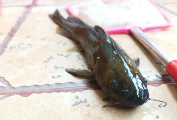 牛尾魚 牛尾魚