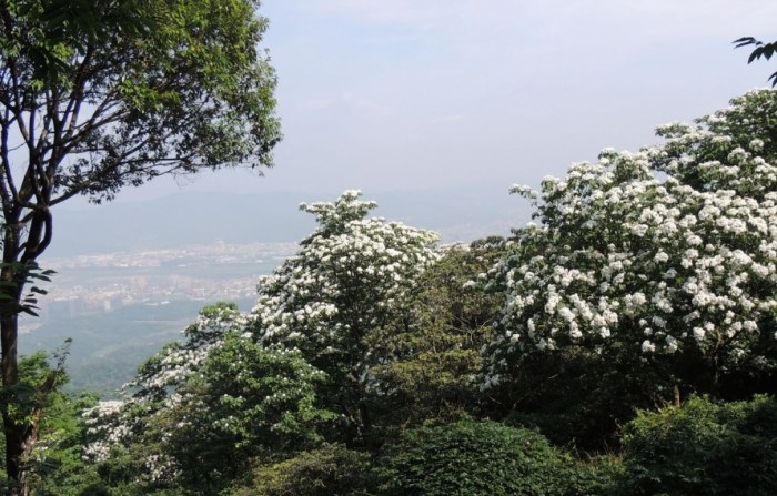 火燄山步道 火燄山步道