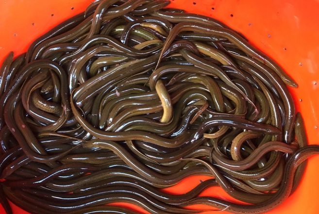 鱔魚 鱔魚