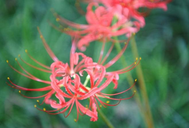 彼岸花花語 彼岸花花語