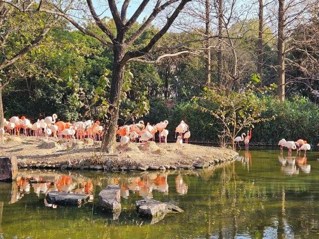 上海野生動物園