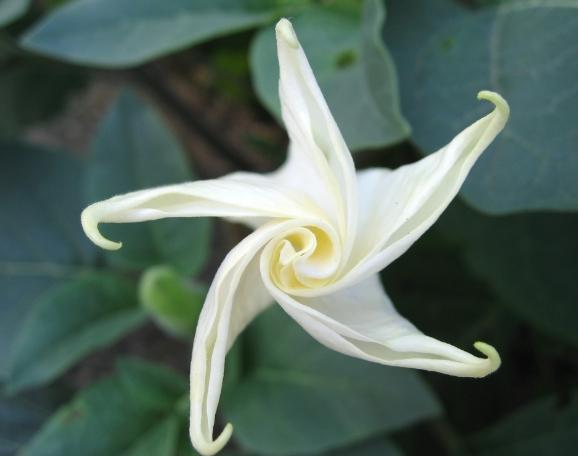曼陀羅花 曼陀羅花