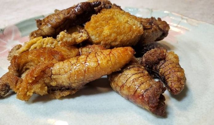 砲彈魚 砲彈魚