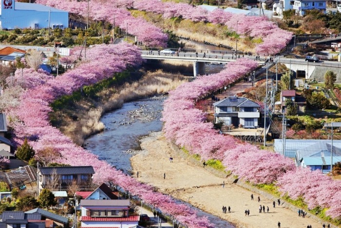 苑裡櫻花林步道 苑裡櫻花林步道