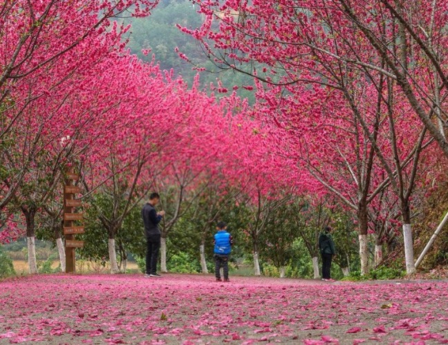 蓮花山 蓮花山
