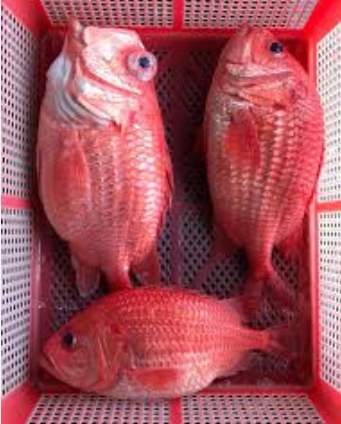 鳳梨魚 鳳梨魚
