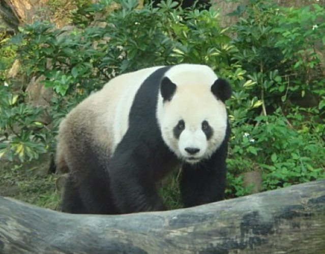 木柵動物園熊貓 木柵動物園熊貓