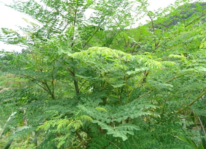 辣木葉功效 辣木葉功效