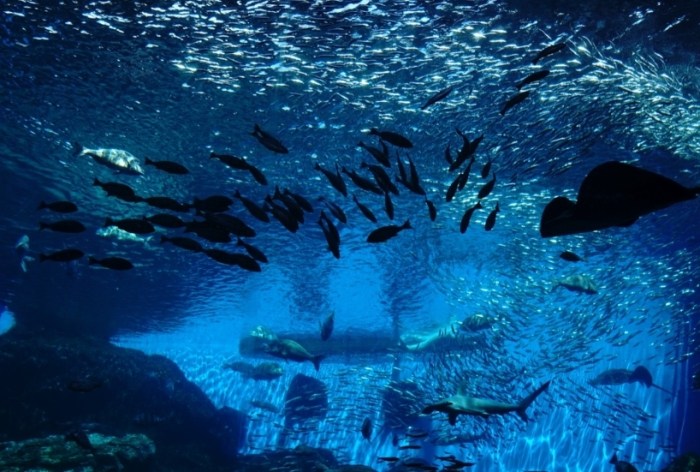 仙台水族館 仙台水族館