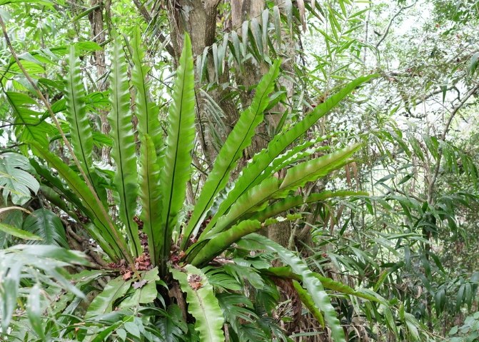 山蘇種植