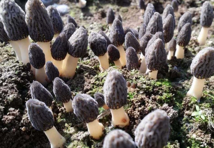 羊肚菌功效 羊肚菌功效