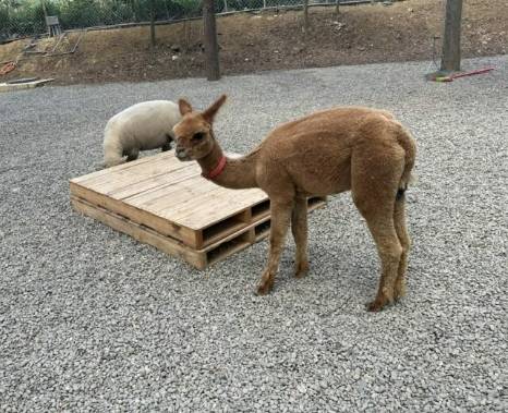 嘉義動物園 嘉義動物園
