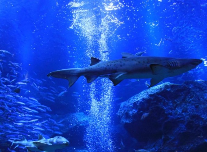 田尾水族館 田尾水族館