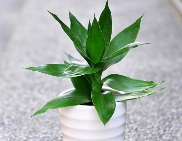 蓮花竹 蓮花竹
