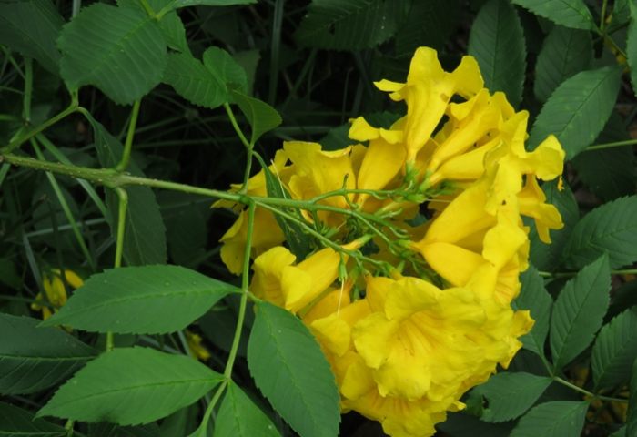 黃鐘花 黃鐘花