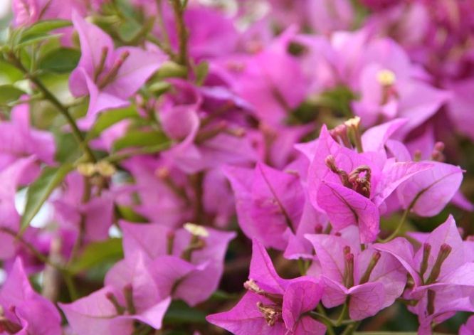 九重葛花語 九重葛花語