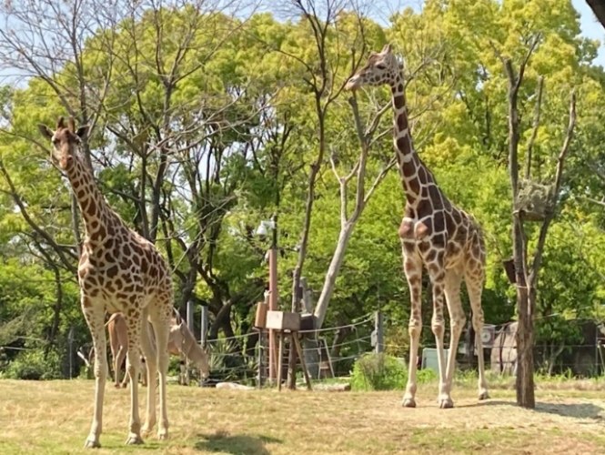 大阪市天王寺動物園 大阪市天王寺動物園