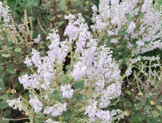 麝香木種植 麝香木種植