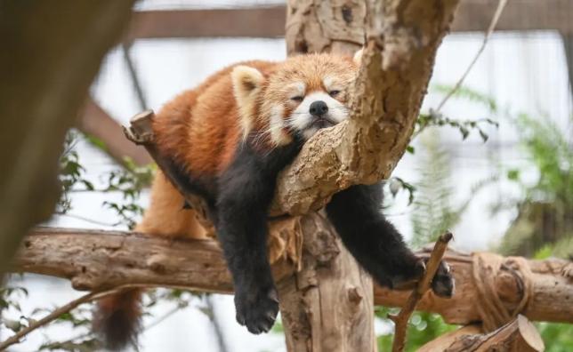 神戶動物園 神戶動物園