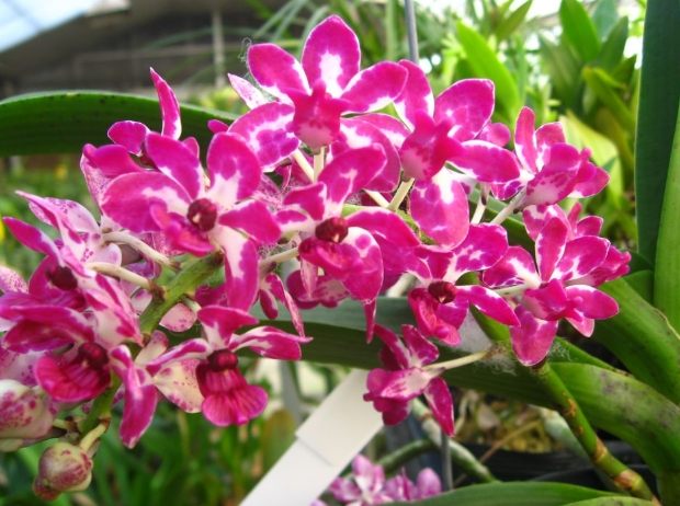蘭花干 蘭花干