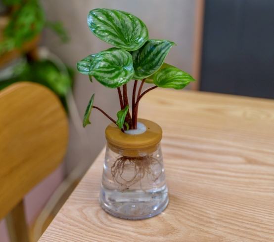 水培植物 水培植物