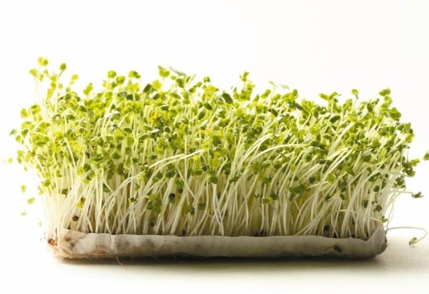 豆芽菜種植 豆芽菜種植
