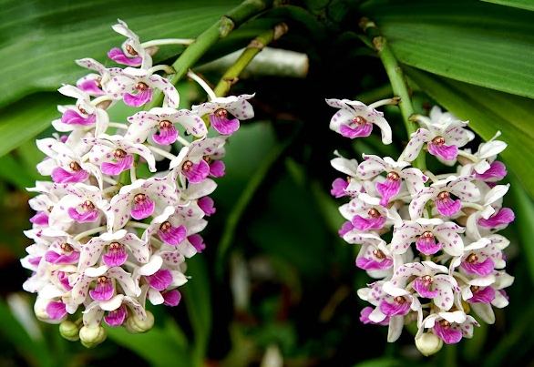 蘭花干 蘭花干