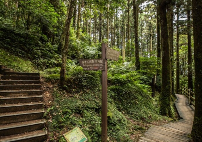 東眼山國家森林遊樂區